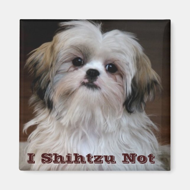 Jag Shihtzu Inte rolig shih tzu-kylmagnet Magnet (Framsidan)
