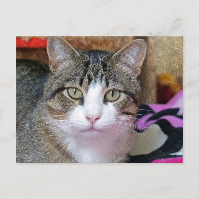 Jag tänker på Cat Vykort (Framsida)