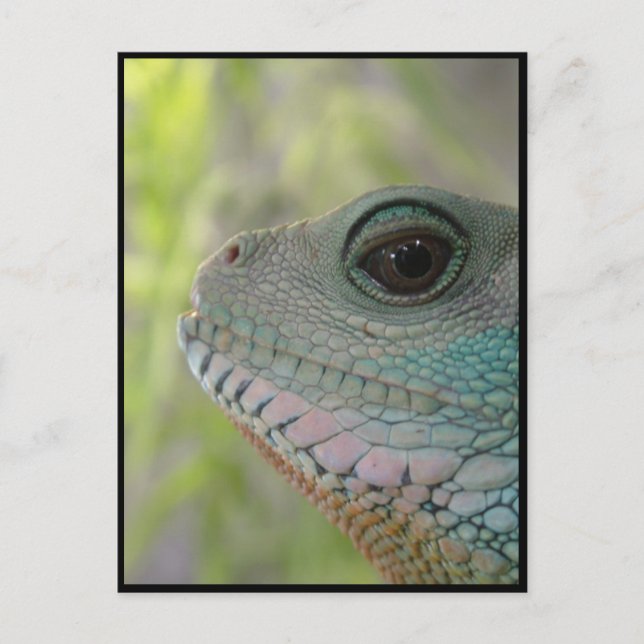 Jag tittar på dig - vykort (Framsida)