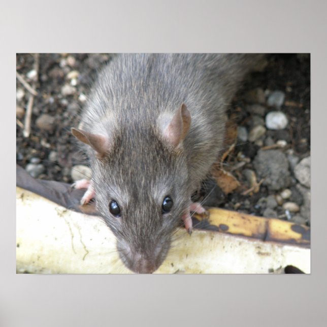 Jag tittar på Råtta-utskriften Poster (Framsidan)