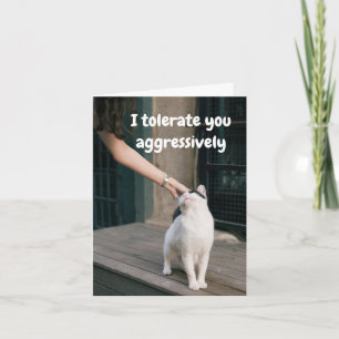 Jag tolererar dig rolig från katten kort
