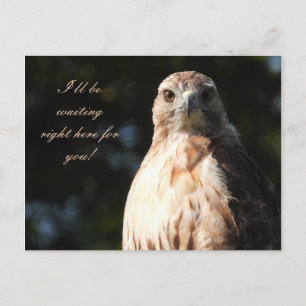 Jag väntar på dig - Red Tails Hawk Stare Vykort
