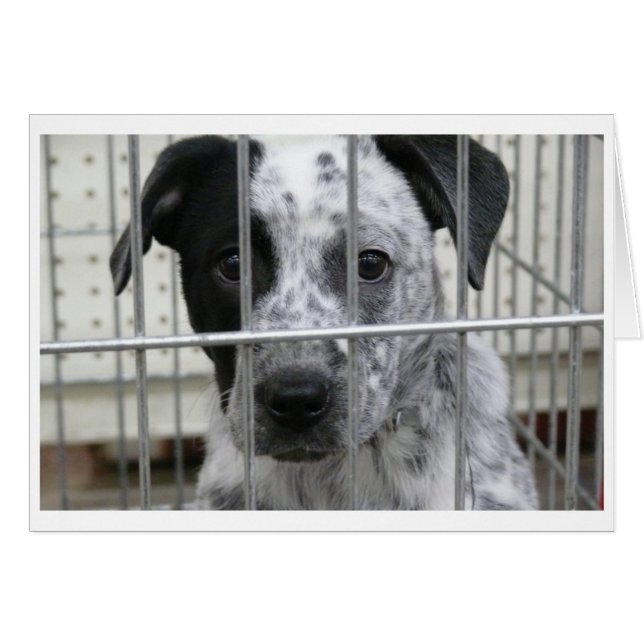 JAG VAR RAM! HÄLSNINGSKORT (Framsidan Horizontal)