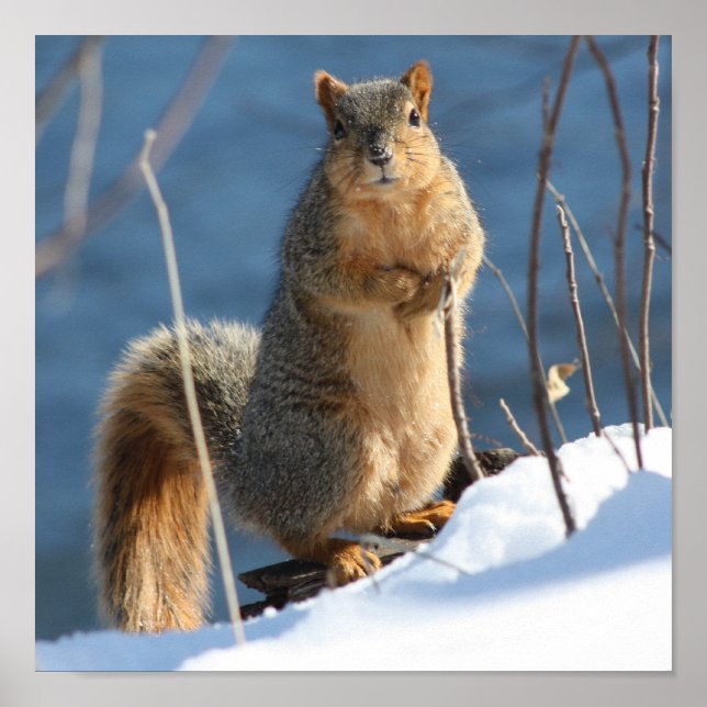 Jag verkar ha borttappad i nöt! poster (Framsidan)