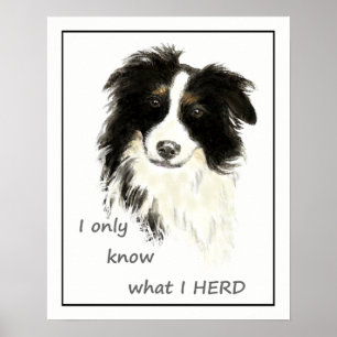 "Jag vet bara vad jag HERD" "Gräns Collie" citat Poster
