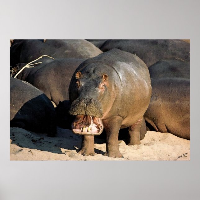 Jag vill inte Hippopotamus Porträtt Poster (Framsidan)