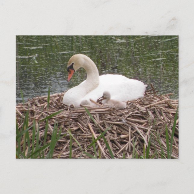 "Jag vill vara precis som Mamma" vykort (Framsida)