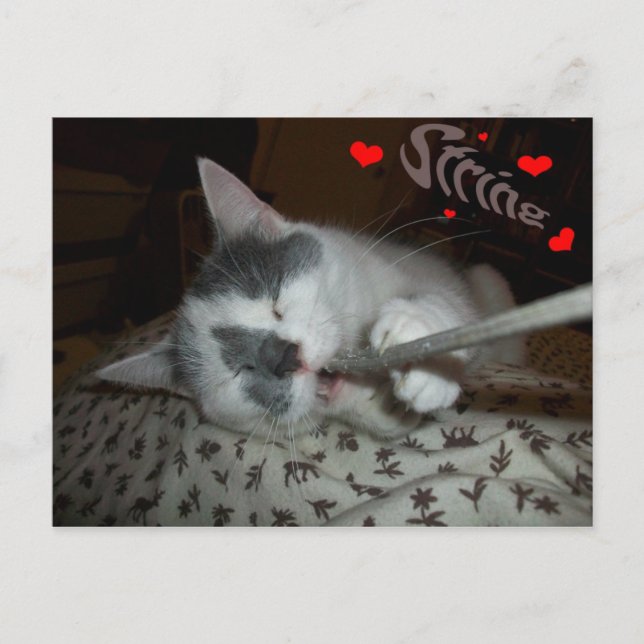 Jag WUV min sträng Vykort (Framsida)