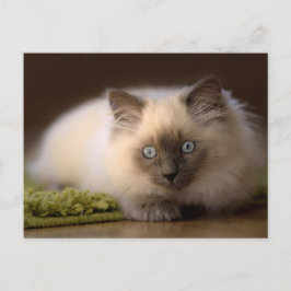 Jaga musvykortet vykort