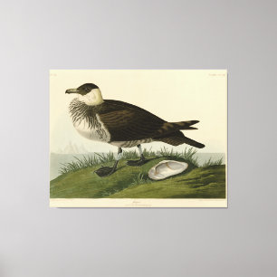 Jager (Pomarine Jaeger) Audubon's Birds of America Canvastryck