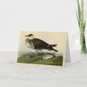 Jager (Pomarine Jaeger) Audubon's Birds of America Kort