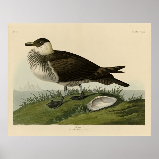 Jager (Pomarine Jaeger) Audubon's Birds of America Poster (Framsidan)