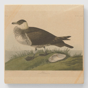Jager (Pomarine Jaeger) Audubon's Birds of America Stenunderlägg