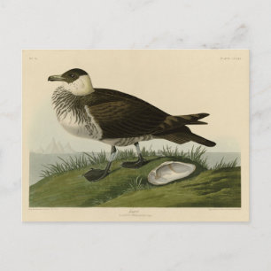 Jager (Pomarine Jaeger) Audubon's Birds of America Vykort