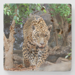 Jaguar20150501 Stenunderlägg