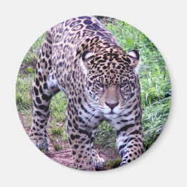 Jaguar Afrika Jungle Safari Nature Peace Destiny Magnet
