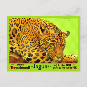 Jaguar är ett utrotningshotat djur - vykort