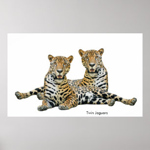 Jaguar-bild för Poster