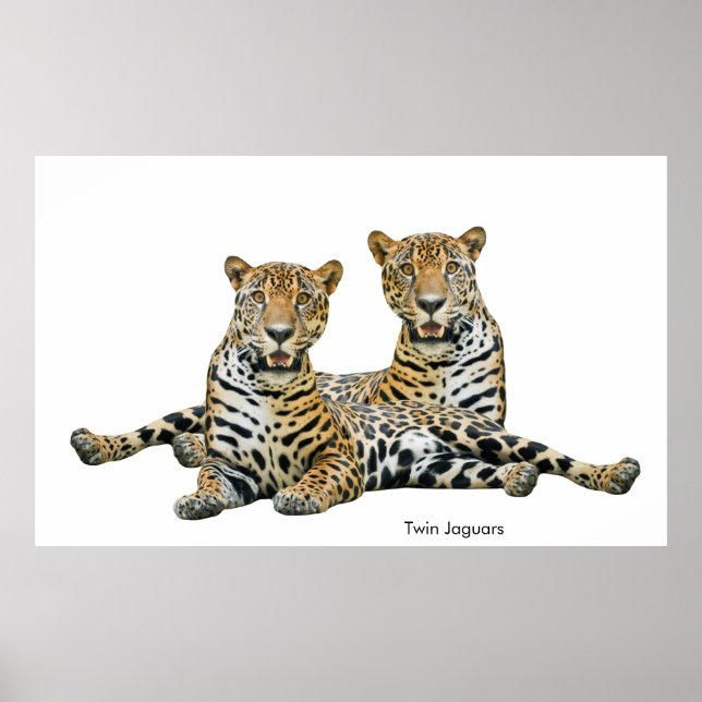 Jaguar-bild för Poster (Framsidan)