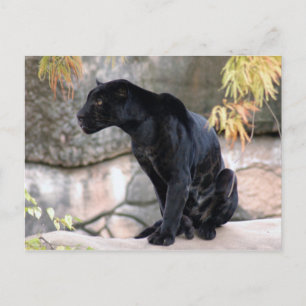Jaguar black4x6 vykort