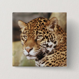 Jaguar Button Knapp