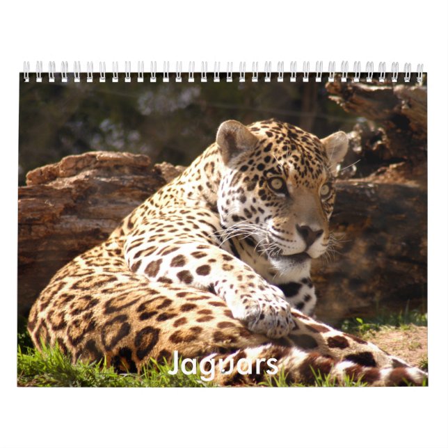 Jaguar Calendar, jaguar Kalender (Omslag)