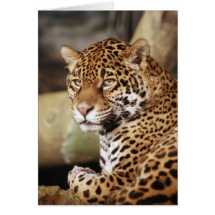 Jaguar Card Hälsningskort