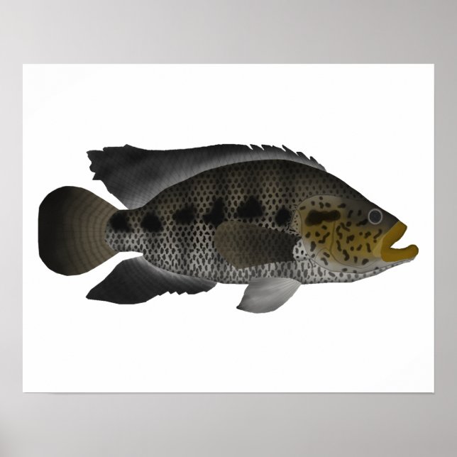 Jaguar Cichlid Poster (Framsidan)