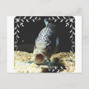 Jaguar Cichlid Vykort