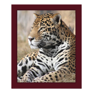 Jaguar Classic Print -20x24 -andra storlekar tillg Fototryck
