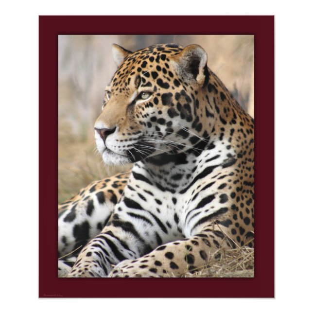 Jaguar Classic Print -20x24 -andra storlekar tillg Fototryck (Framsidan)
