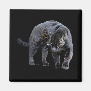 Jaguar Diablo, svart, kvadratmagnet Magnet