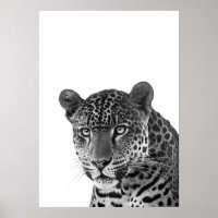 Jaguar Djungel Modern Porträtt svart vitt  