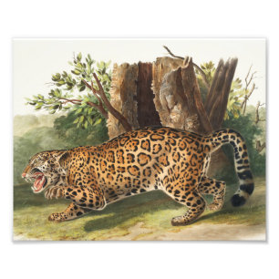 Jaguar (Felis onca) Fototryck
