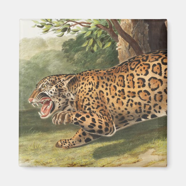 Jaguar (Felis onca) Magnet (Framsidan)