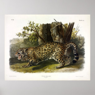 Jaguar (Felis Onca) (Panthera onca) från Audubon Poster