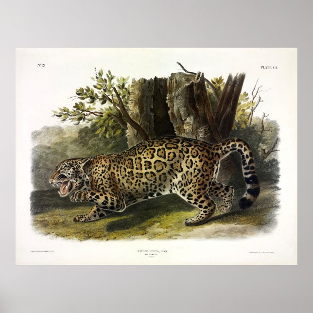 Jaguar (Felis Onca) (Panthera onca) från Audubon Poster (Framsidan)