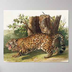Jaguar (Felis onca) Poster