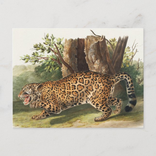 Jaguar (Felis onca) Vykort (Framsida)
