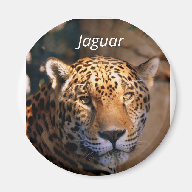 Jaguar fotomagnet magnet (Framsidan)