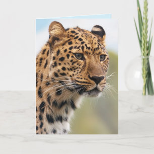 jaguar-gratulationskort för katter kort