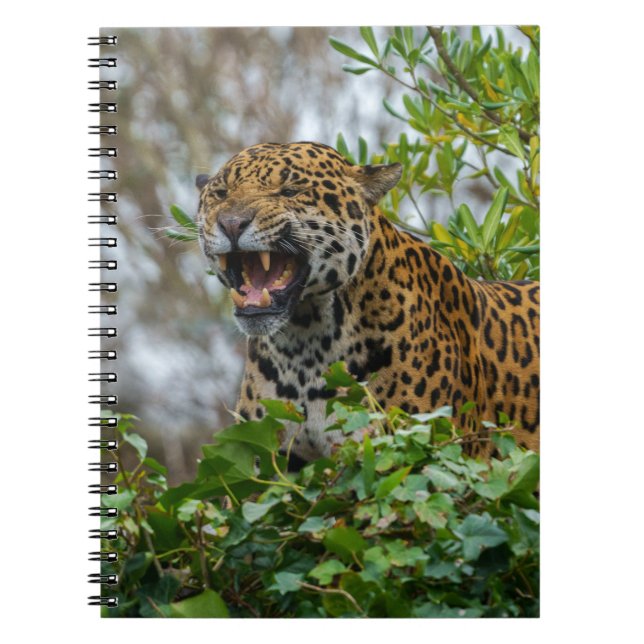 Jaguar Growl Anteckningsbok (Framsidan)