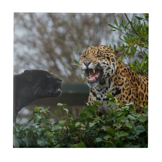 Jaguar Growl Kakelplatta (Framsidan)
