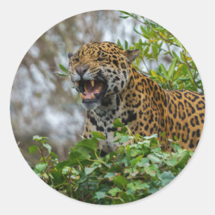 Jaguar Growl Runt Klistermärke