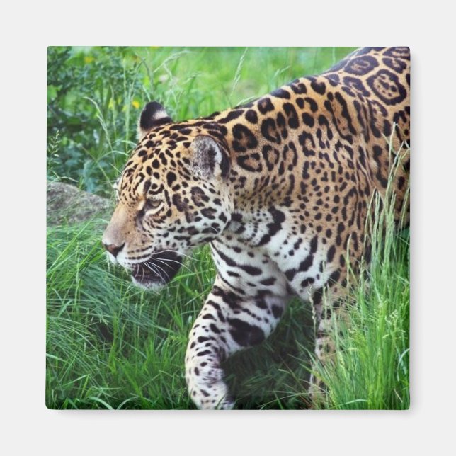 Jaguar Habitat Square Magnet (Framsidan)