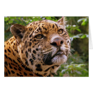 Jaguar Hälsningskort