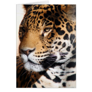 Jaguar Hälsningskort