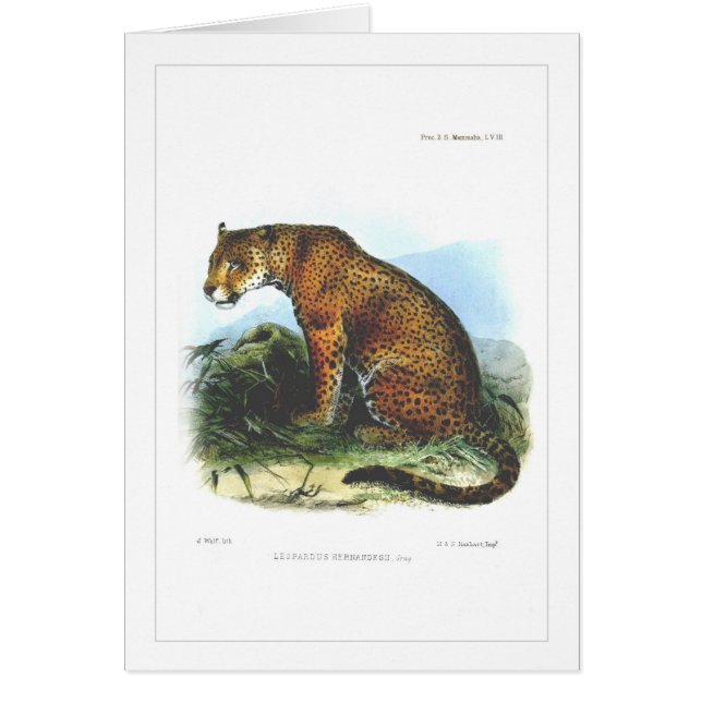 Jaguar Hälsningskort (Framsidan)