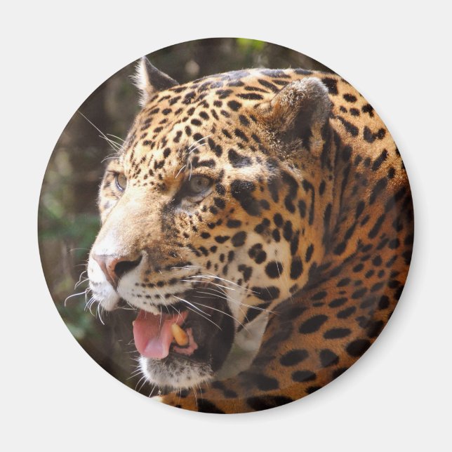 Jaguar i maj II Magnet (Framsidan)