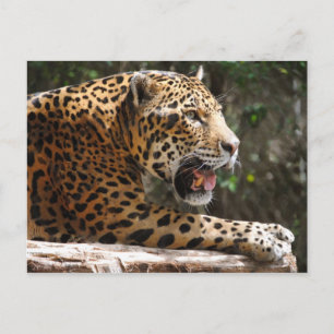 Jaguar III Vykort